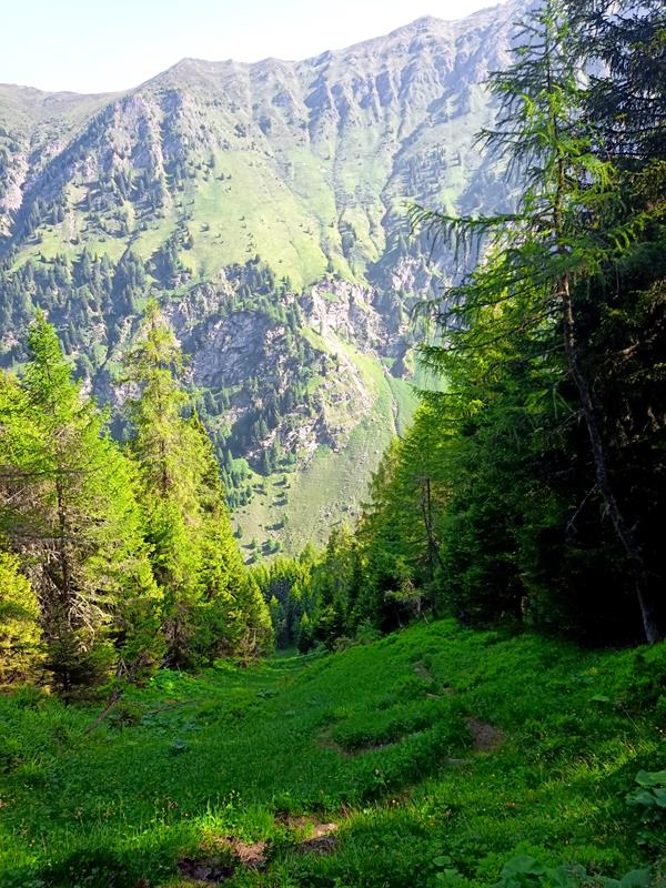 Foto: Wolfgang Lauschensky / Wandertour / Kuhberg 1992m / steile Waldschneise / 08.07.2025 20:36:51