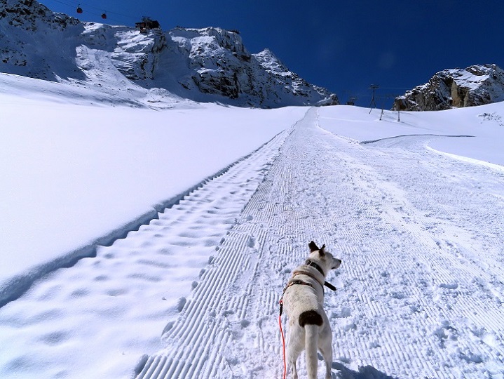 Foto: Andreas Koller / Wandertour / Top of Tyrol (3210m) / Gute Bedingungen am Bildstöcklferner / 07.08.2025 23:05:15