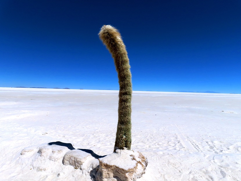 Foto: Andreas Koller / Wandertour / Salar de Uyuni (3650m) / 24.10.2025 00:35:59