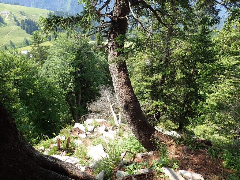 Foto: Manfred Karl / Wandertour / Aus der Taugl auf Regenspitz und Bergköpfl / Steilstufe beim Anstieg zum Bergköpfl / 30.10.2025 20:28:20