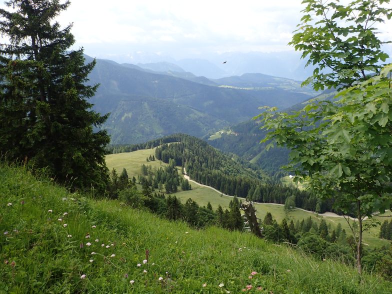 Foto: Manfred Karl / Wandertour / Aus der Taugl auf Regenspitz und Bergköpfl / Steinadler / 30.10.2025 20:27:08