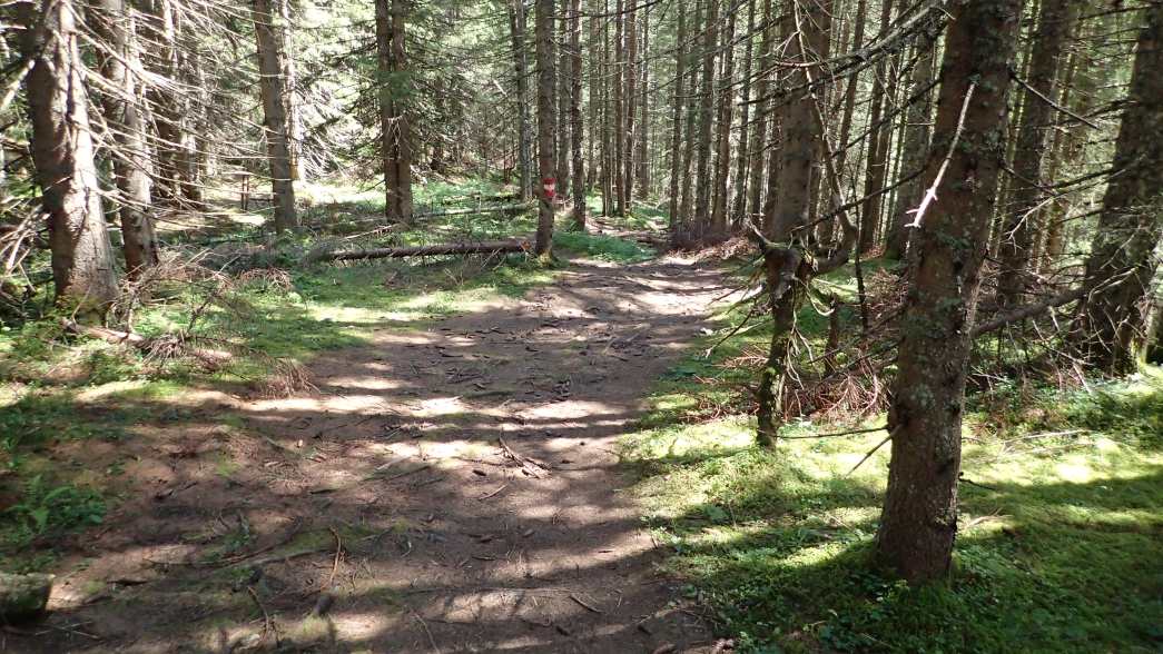 Foto: Manfred Karl / Wandertour / Über die Karalm auf die Koreinhöhe (1845 m) / Abstieg über den Abkürzungssteig / 01.11.2025 18:48:23