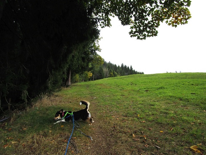 Foto: Andreas Koller / Wandertour / Rauer Kopf über dem Brixental (1580m) / 08.11.2025 18:29:34