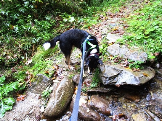 Foto: Andreas Koller / Wandertour / Rauer Kopf über dem Brixental (1580m) / 08.11.2025 18:28:59