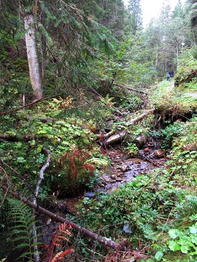 Foto: Andreas Koller / Wandertour / Rauer Kopf über dem Brixental (1580m) / 08.11.2025 18:28:23