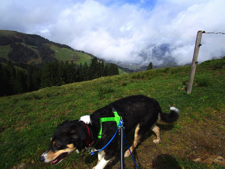 Foto: Andreas Koller / Wandertour / Rauer Kopf über dem Brixental (1580m) / Bei der Auer Hochalm / 08.11.2025 18:28:05