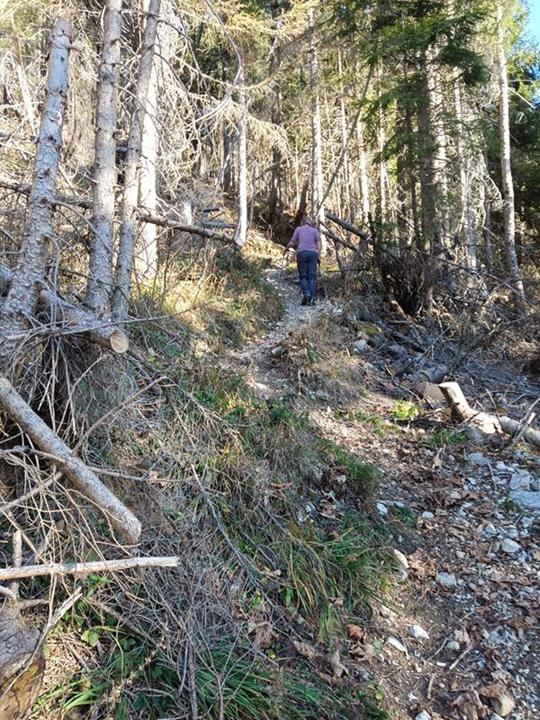 Foto: Wolfgang Lauschensky / Wandertour / Hinterer und Vorderer Rauschberg von Weißbach / Windwurfzone / 15.11.2025 12:58:10