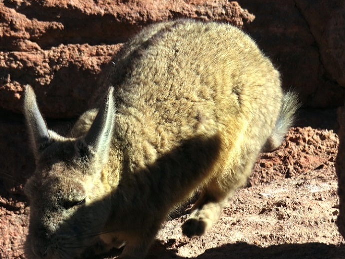 Foto: Andreas Koller / Klettertour / Arbol de Piedra: Bouldern auf 4500m (4560m) / Nette Einheimische auf der Anreise bei Chijlla / 29.11.2025 15:22:11