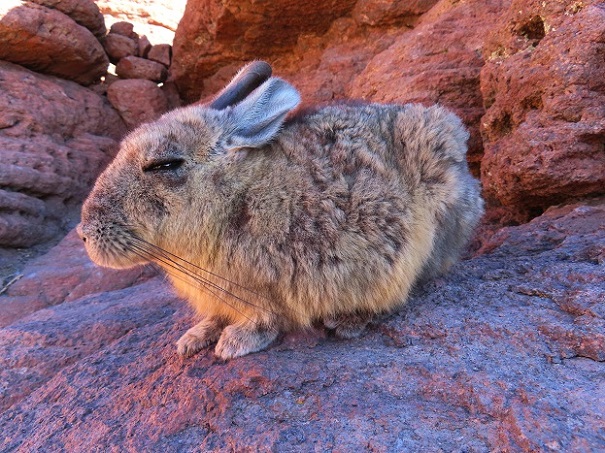 Foto: Andreas Koller / Klettertour / Arbol de Piedra: Bouldern auf 4500m (4560m) / 29.11.2025 15:21:14