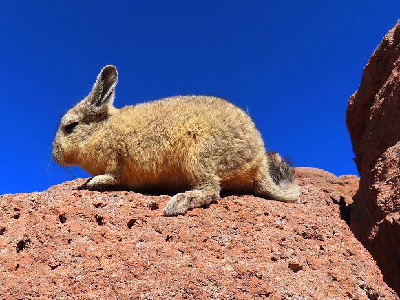 Foto: Andreas Koller / Klettertour / Arbol de Piedra: Bouldern auf 4500m (4560m) / 29.11.2025 15:21:08