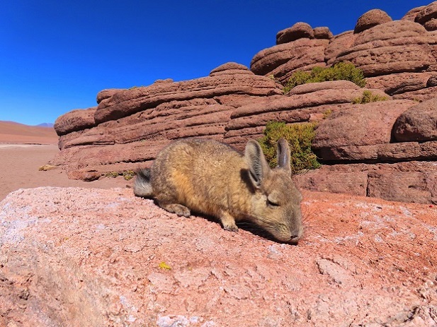 Foto: Andreas Koller / Klettertour / Arbol de Piedra: Bouldern auf 4500m (4560m) / 29.11.2025 15:20:57