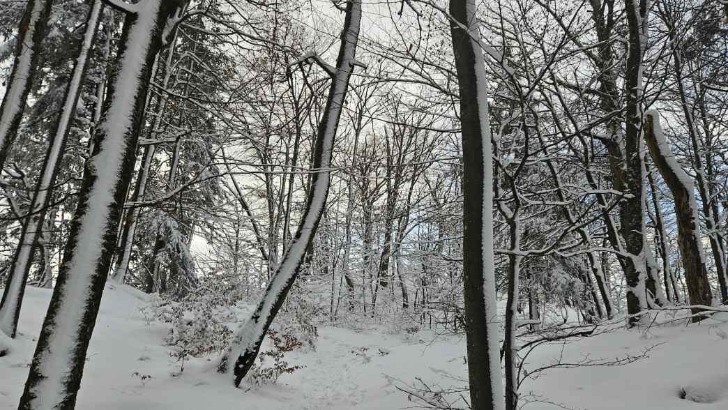Foto: Manfred Karl / Schneeschuhtour / Schneeschuhwanderung zur Gossenleier (574 m) / Buchenwald auf der Gossenleier / 17.02.2026 08:51:16