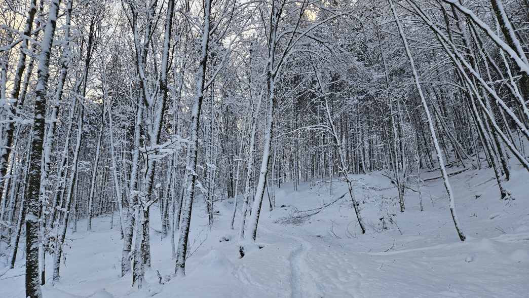 Foto: Manfred Karl / Schneeschuhtour / Schneeschuhwanderung zur Gossenleier (574 m) / Aufstieg zur Gossenleier-Forststraße / 17.02.2026 08:48:54