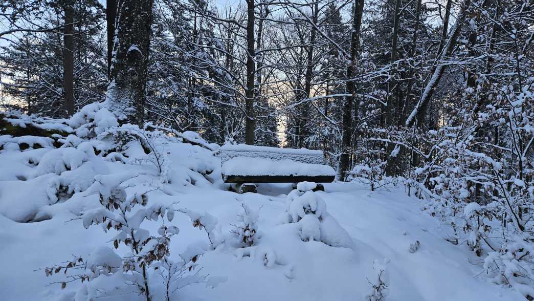 Foto: Manfred Karl / Schneeschuhtour / Schneeschuhwanderung zur Gossenleier (574 m) / Rastbank an der Gossenleier-Forststraße / 17.02.2026 08:48:19