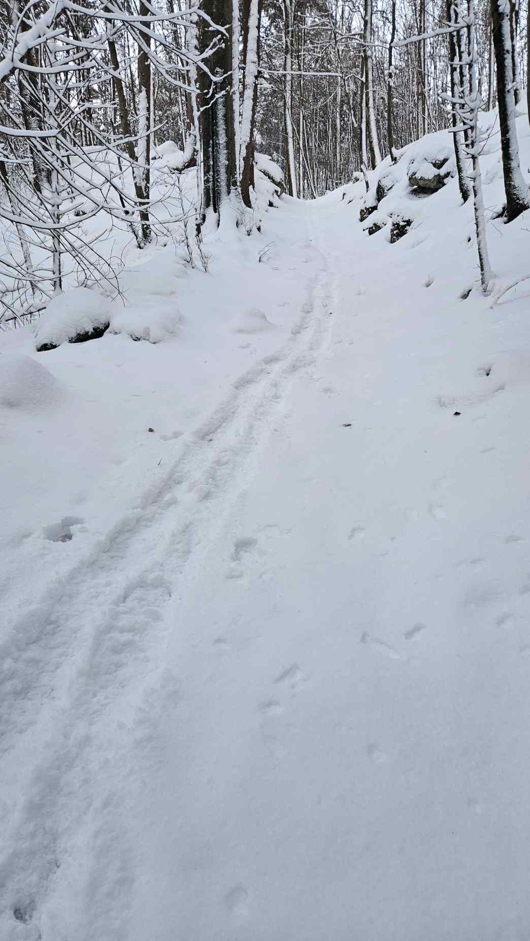 Foto: Manfred Karl / Schneeschuhtour / Schneeschuhwanderung zur Gossenleier (574 m) / Abkürzer beim Abstieg / 17.02.2026 08:48:00