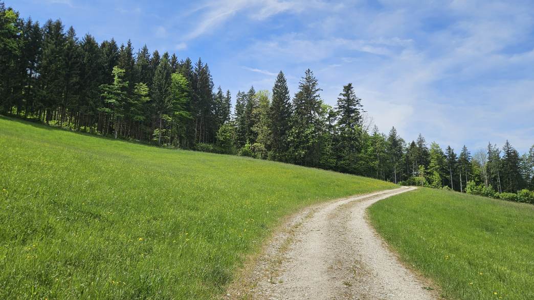 Foto: Manfred Karl / Wandertour / Hongar (943 m) vom Vöcklaberg / Am Waldrand führt der Steig hinauf zum Höhenrücken / 09.06.2026 19:15:55