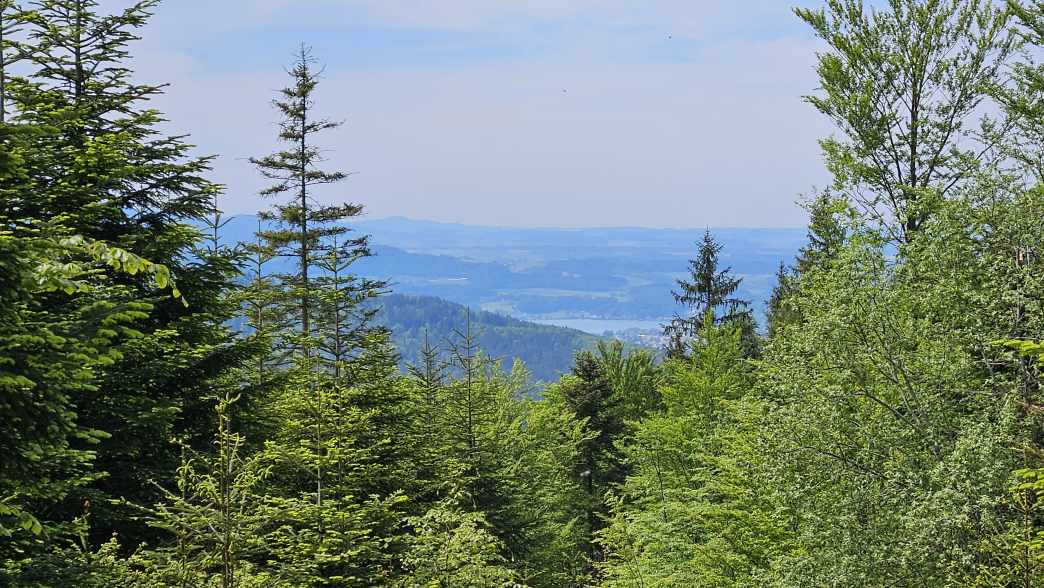 Foto: Manfred Karl / Wandertour / Hongar (943 m) vom Vöcklaberg / Ein Stück vom Attersee / 09.06.2026 19:13:40