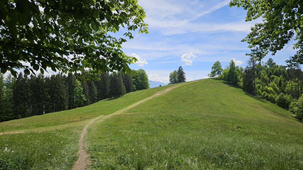 Foto: Manfred Karl / Wandertour / Hongar (943 m) vom Vöcklaberg / Der Wiesenrücken am Hongar / 09.06.2026 19:13:19