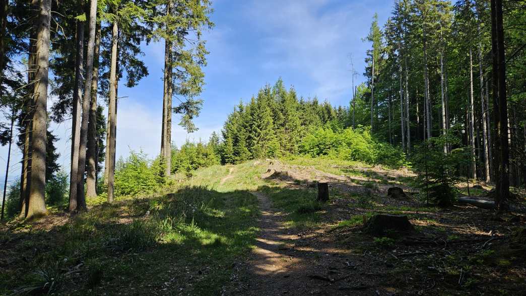 Foto: Manfred Karl / Wandertour / Hongar (943 m) vom Vöcklaberg / Aufstieg zum Kronberg / 09.06.2026 19:07:22