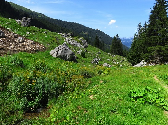 Foto: Andreas Koller / Wandertour / Panoramarunde über Tschagguns (2334m) / 24.06.2026 02:05:38