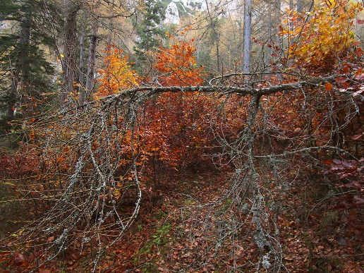 Foto: Andreas Koller / Klettertour / Südostgrat Großer Wildkamm (1874m) / 01.07.2026 01:01:56