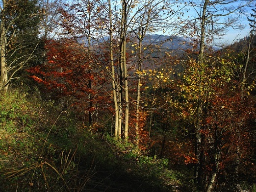 Foto: Andreas Koller / Klettertour / Südostgrat Großer Wildkamm (1874m) / 01.07.2026 00:49:51