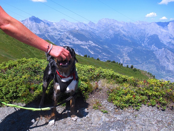 Foto: Andreas Koller / Klettersteigtour / Pierre Avoi Steiganlage (2473m) / 09.07.2026 13:36:04