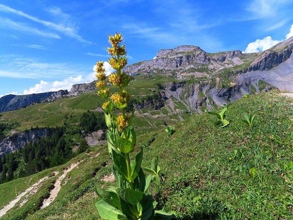 Foto: Andreas Koller / Wandertour / Aussichtsberg Petit Mont Bovin (2412m) / 11.08.2026 22:55:25