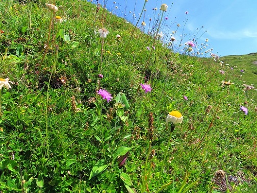 Foto: Andreas Koller / Wandertour / Aussichtsberg Petit Mont Bovin (2412m) / 11.08.2026 22:55:20