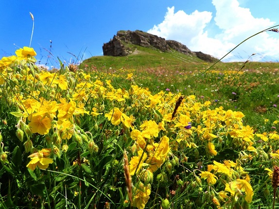 Foto: Andreas Koller / Wandertour / Aussichtsberg Petit Mont Bovin (2412m) / 11.08.2026 22:50:04