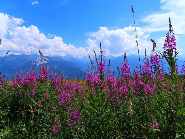 Foto: Andreas Koller / Wandertour / Aussichtsberg Petit Mont Bovin (2412m) / 11.08.2026 22:49:27
