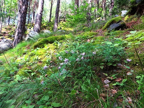 Foto: Andreas Koller / Wandertour / Jesus Besinnungsweg Naturns (712m) / 12.08.2026 22:16:34