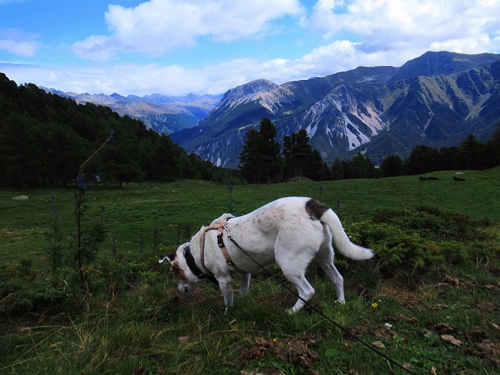 Foto: Andreas Koller / Wandertour / Panoramaweg Seeköpfl - Grüner See (2635m) / 13.08.2026 13:12:23
