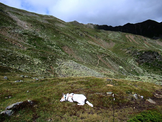Foto: Andreas Koller / Wandertour / Panoramaweg Seeköpfl - Grüner See (2635m) / 13.08.2026 13:10:30