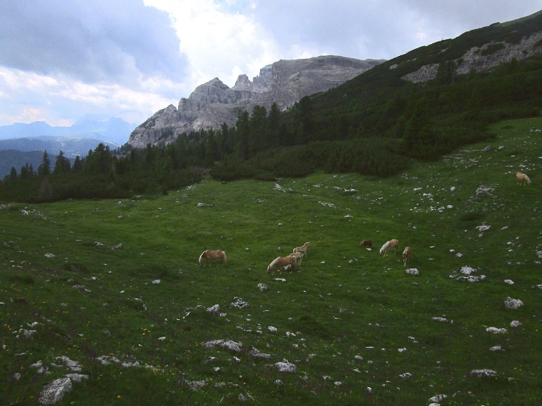Foto: Andreas Koller / Klettersteigtour / Via ferrata Les Cordes und Pre Janin (2180m) / 14.08.2026 19:48:16
