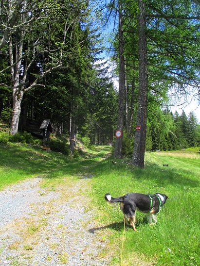 Foto: Andreas Koller / Wandertour / Gemütliche Wanderung auf den Glashüttenkogel (1762m) / 21.09.2026 22:33:29