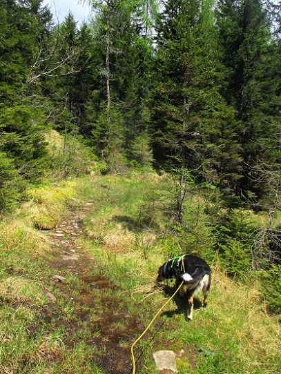 Foto: Andreas Koller / Wandertour / Gemütliche Wanderung auf den Glashüttenkogel (1762m) / 21.09.2026 22:33:16