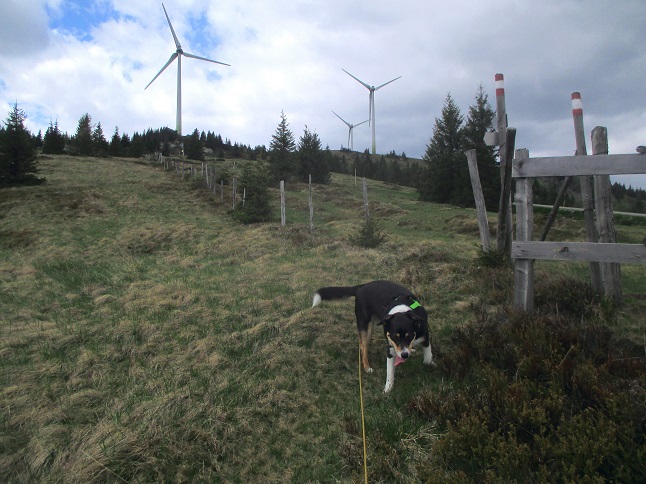 Foto: Andreas Koller / Wandertour / Gemütliche Wanderung auf den Glashüttenkogel (1762m) / 21.09.2026 22:32:28