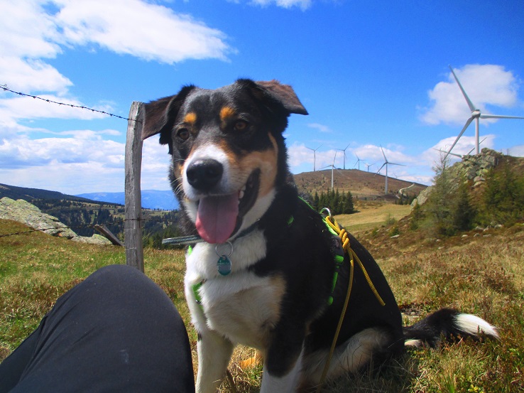 Foto: Andreas Koller / Wandertour / Gemütliche Wanderung auf den Glashüttenkogel (1762m) / 21.09.2026 22:29:52