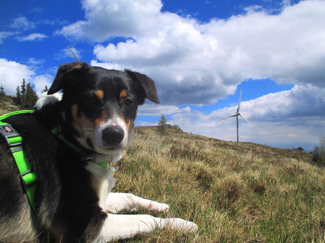 Foto: Andreas Koller / Wandertour / Gemütliche Wanderung auf den Glashüttenkogel (1762m) / Rast im Gipfelbereich des Glashüttenkogels / 21.09.2026 22:34:58