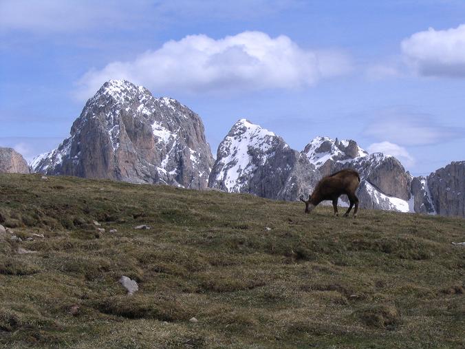 Foto: Andreas Koller / Wandertour / Schlern und Grödner Höhenweg (2656 m) / Gemse mit Rosengarten im Hintergrund / 22.04.2007 21:48:54