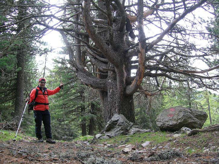 Foto: Andreas Koller / Wandertour / Lattersteig und sechs Gipfel (2320 m) / Urwüchsiger Wald im Abstieg / 22.04.2007 22:16:20