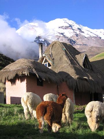 Foto: Andreas Koller / Wandertour / Chimborazo - König der Anden Ecuadors (6310 m) / Alpakas im Chimborazo Basecamp von Marco Cruz / 10.01.2007 03:08:19