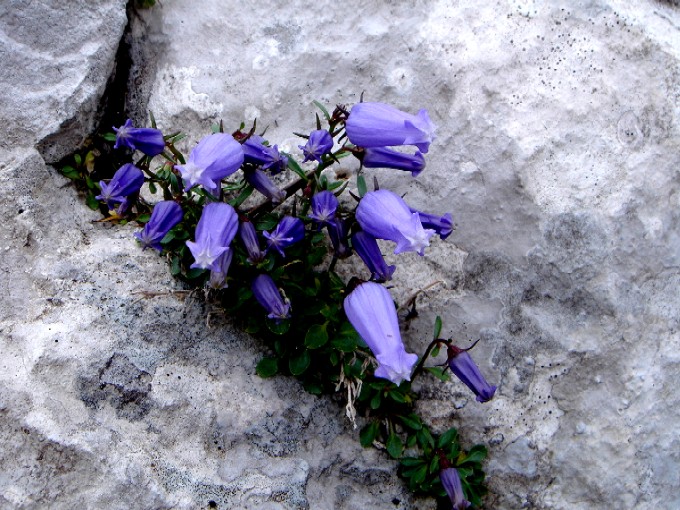 Foto: Manfred Karl / Wandertour / Rund um die Vellacher Kotschna / Die Krainer Glockenblume, ein Endemit der südöstlichen Kalkalpen. / 14.02.2007 23:58:31