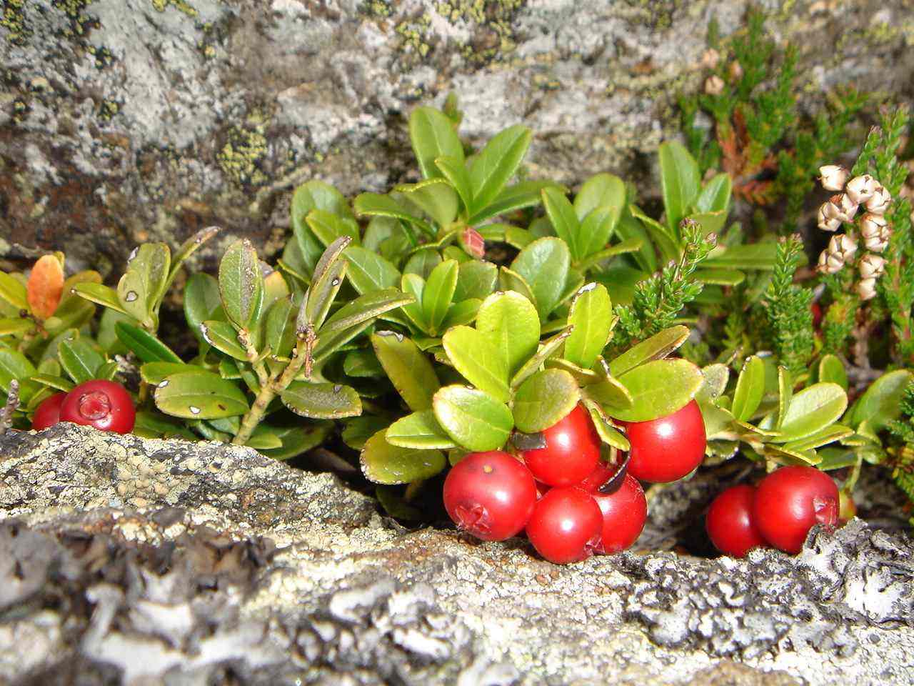 Foto: Manfred Karl / Wandertour / Peterer Riegel, 1967 m / Bremswirkung: Wer ein Auge dafür hat, sollte Zeit einplanen, nicht nur die roten Beeren, auch unzählige blaue