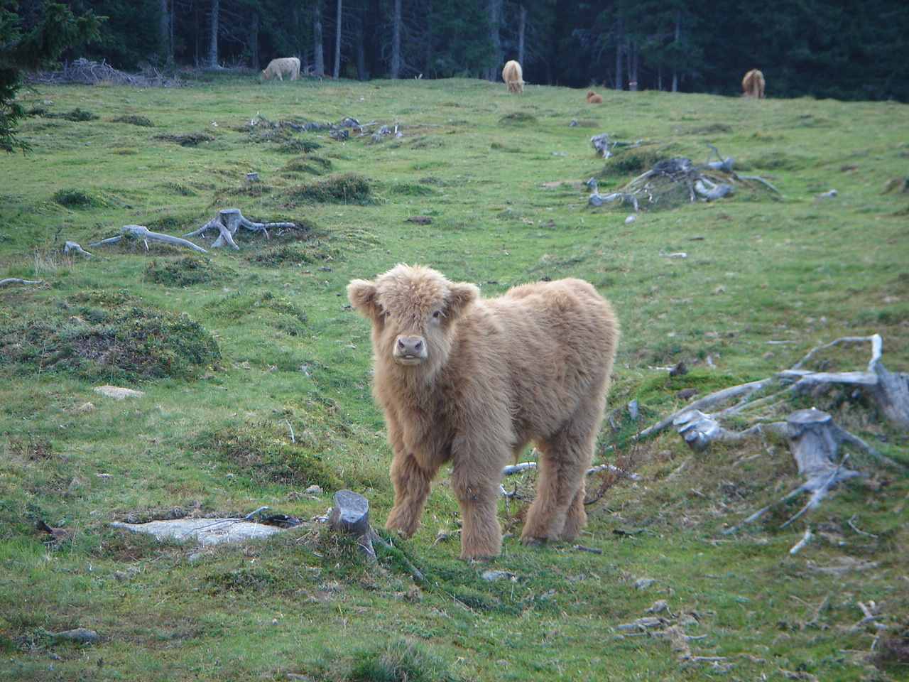 Foto: Manfred Karl / Wandertour / Peterer Riegel, 1967 m / Niedlich und neugierig, wenn nur das Muttertier nicht so darauf aufpassen würde, wäre man versucht das Kalb zu streicheln. / 26.04.2007 20:13:15