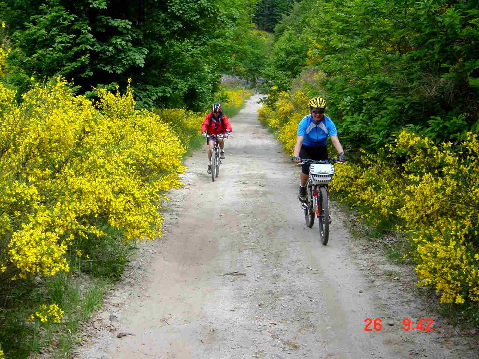 Foto: Manfred Karl / Mountainbiketour / Monte Amiata, 1733 m / Ginsterblüte / 20.06.2007 06:13:08