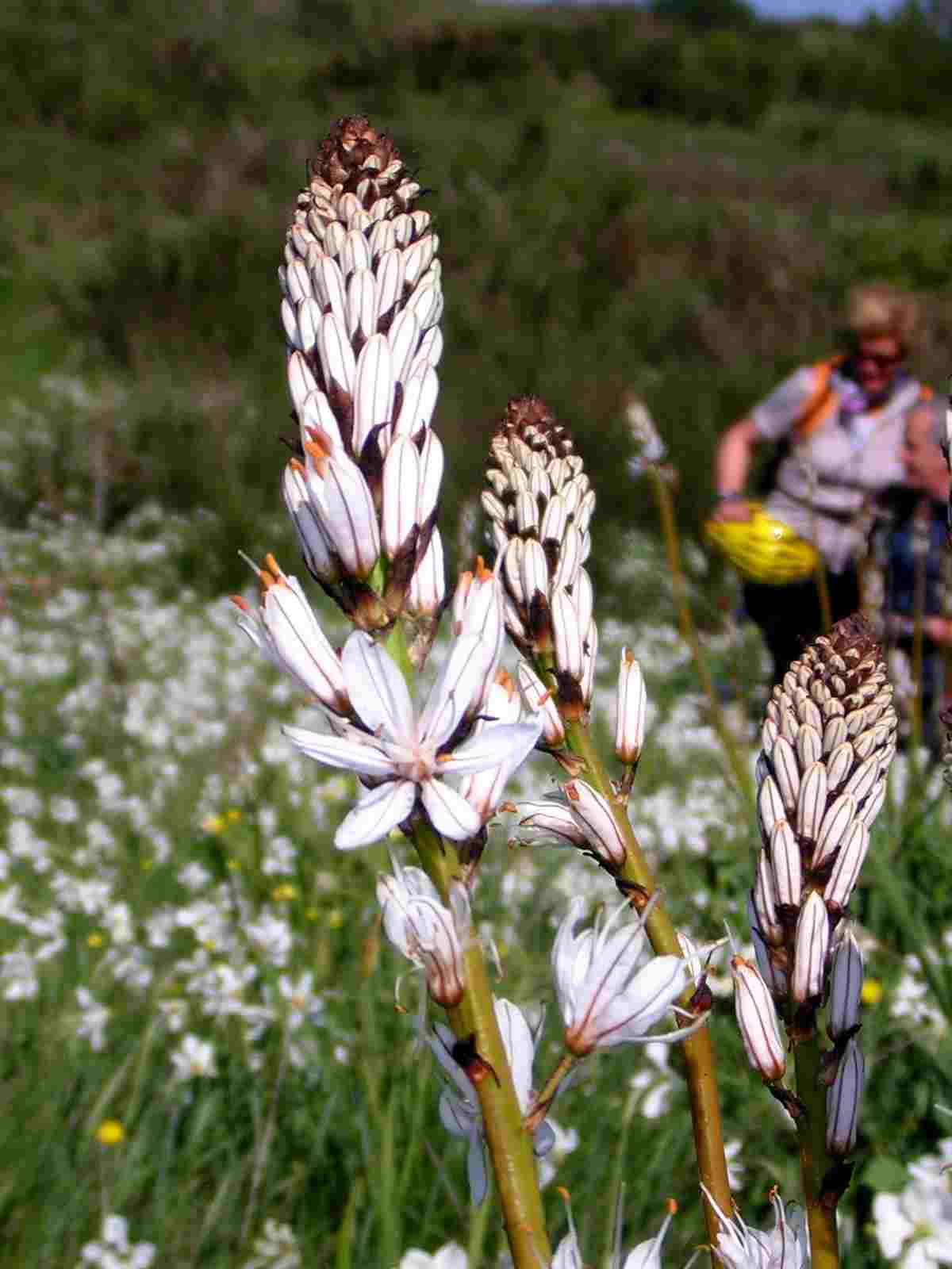Foto: Manfred Karl / Mountainbiketour / Monte Ginezzo, 928 m / Affodil / 20.06.2007 06:18:48