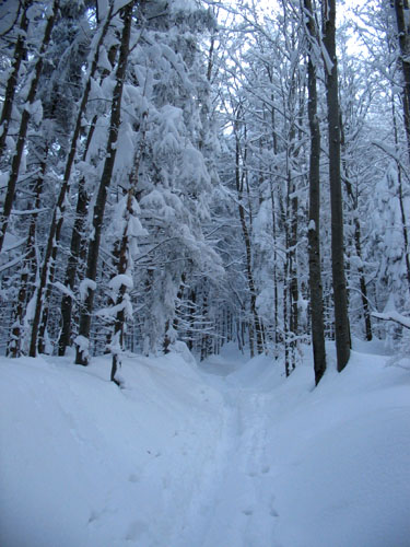 Foto: Marie Motil / Skitour / Von der Gersbergalm auf den Gaisberg (1287m) / 27.12.2006 18:33:56