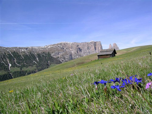 Foto: Andreas Koller / Wandertour / Schlern und Grödner Höhenweg (2656 m) / Blick aus dem O von der Seiser Alm auf den Schlern / 27.12.2006 18:02:38